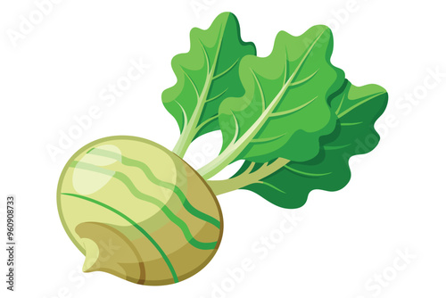 Kohlrabi vector illustration isolated in white background