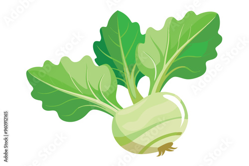 Kohlrabi vector illustration isolated in white background