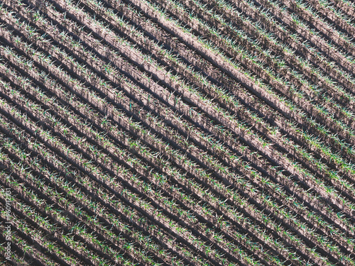 vineyard & garlic landscape in the andes photo