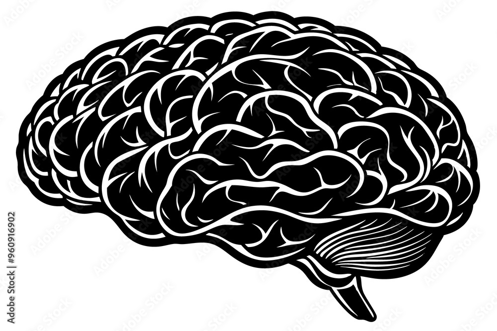 Human Brain Image on Transparent Background - Ideal for Medical and Educational Use Human Brain Image on Transparent Background - Ideal for Medical and Educational Use