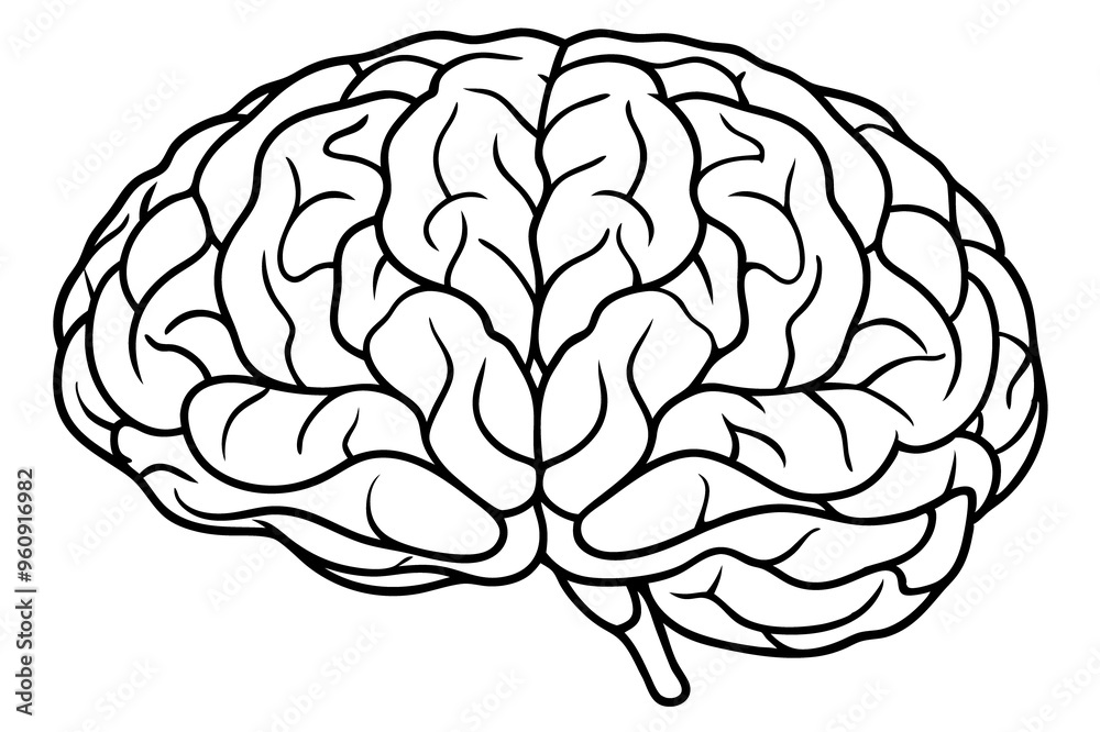 Human Brain Image on Transparent Background - Ideal for Medical and Educational Use Human Brain Image on Transparent Background - Ideal for Medical and Educational Use