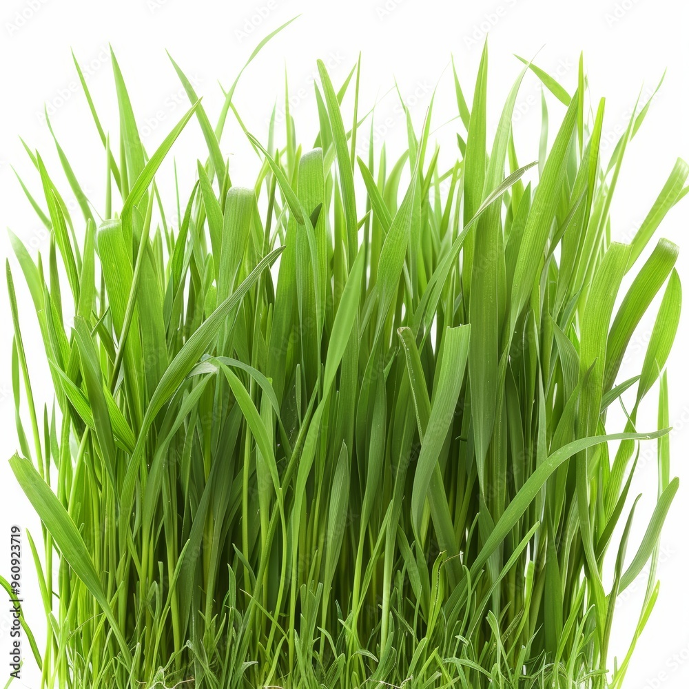 Fresh Green Grass Blades Close-Up on White Background, Perfect for Nature and Gardening Themes Fresh Green Grass Blades Close-Up on White Background, Perfect for Nature and Gardening Themes