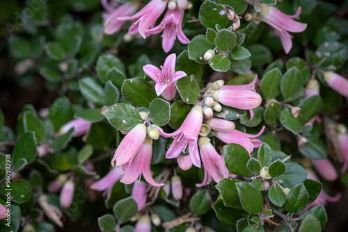 Correa - Plants of the Australian National Botanic Gardens photo