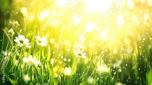 Sunny Meadow with White Flowers and Bokeh Background