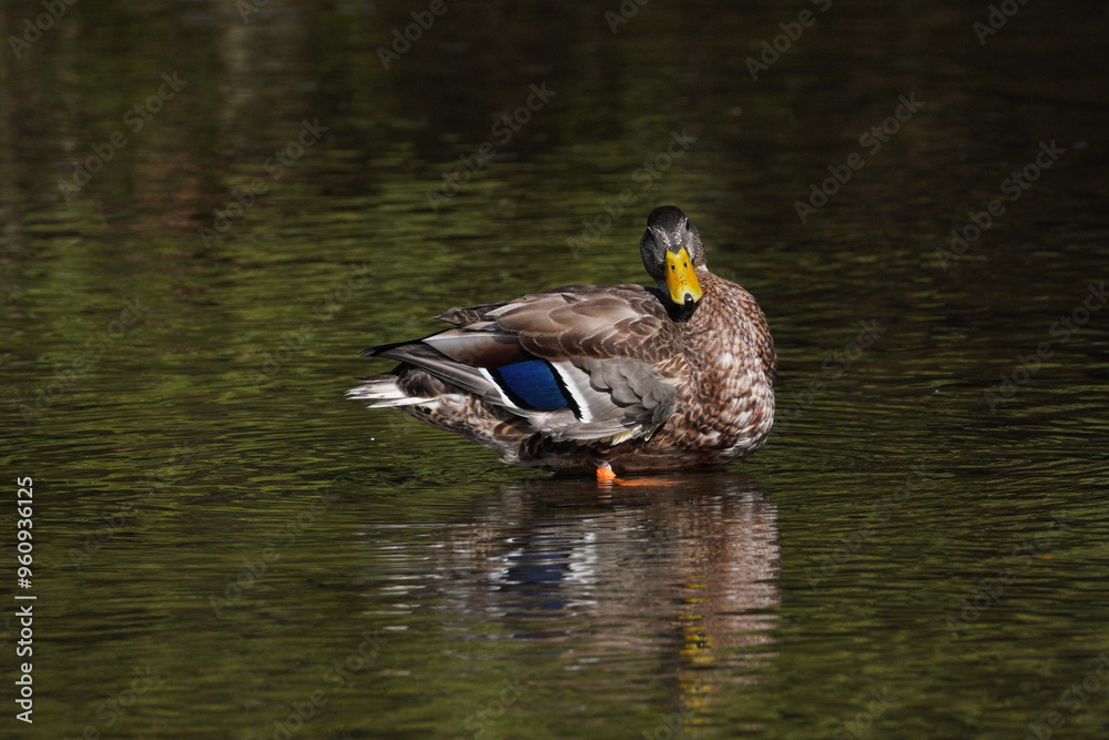 Mallard Duck
