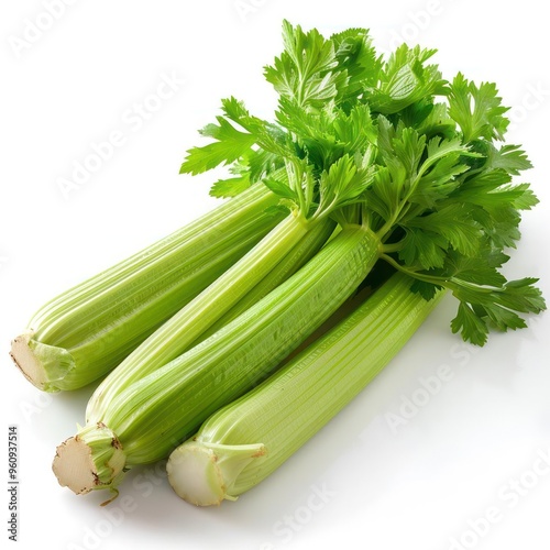 Fresh parsley herb bunch with bright green color and natural curved shape,