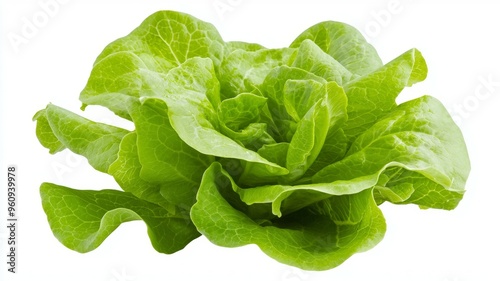 A large green leafy vegetable with a stem photo