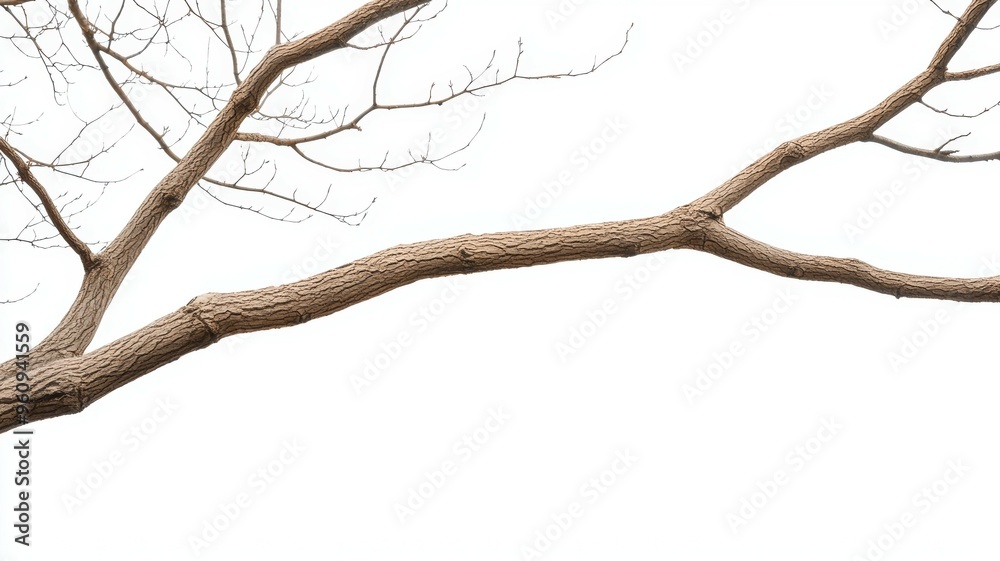 A tree branch is shown in a white background