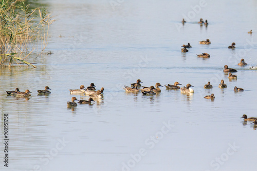 A Flock of Wigeons Gather on the Water in Mai Po Natural Reserve of Hong Kong photo