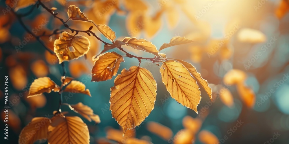 Radiant foliage bathed in sunlight Radiant foliage bathed in sunlight