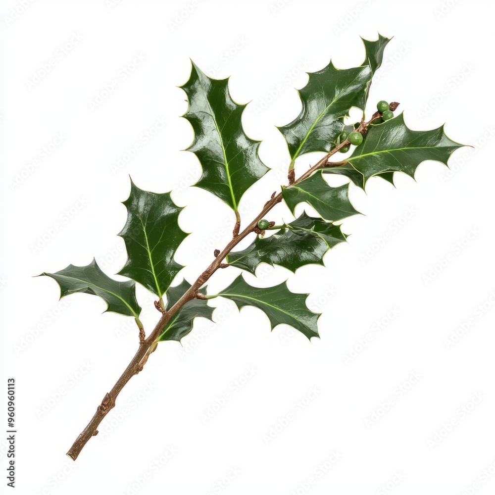 Fototapeta premium Sprig of European holly isolated on white background