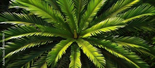 Close Up Photo Of A Sago Palm Tree Known For Its High Toxicity Commonly Found In Tropical Regions photo