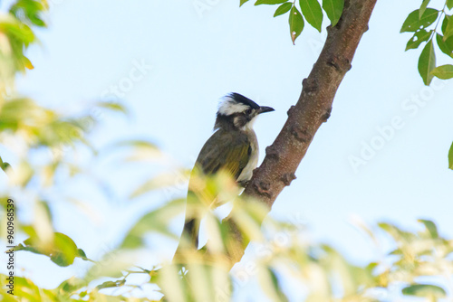 A Light-Vented Bulbul Perched on a Branch photo