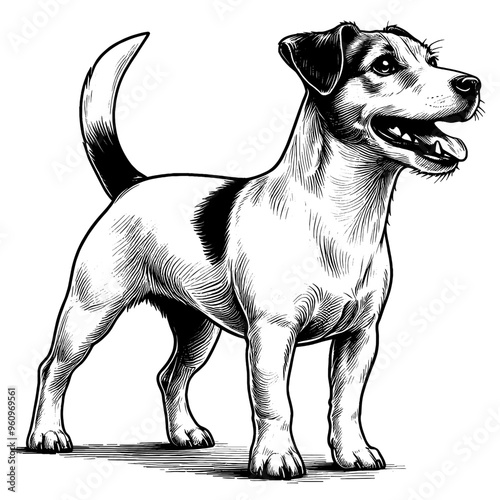 Hand drawn Cute Jack Russell dog in full-body, vector sketch isolated on white background.	