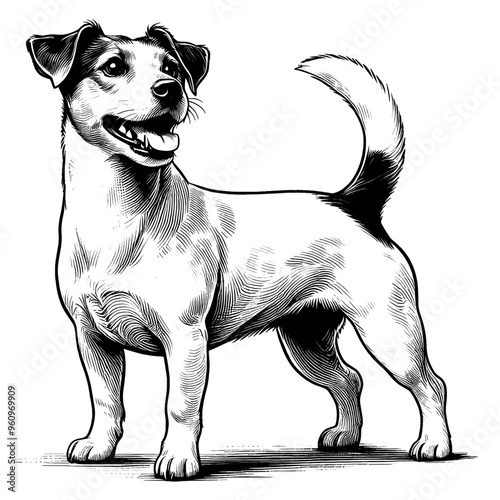 Hand drawn Cute Jack Russell dog in full-body, vector sketch isolated on white background.	