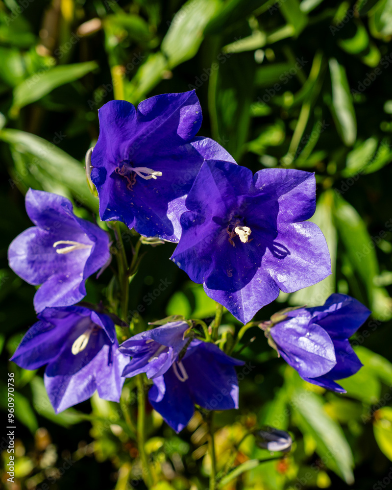 blue bells flowers Campanula rotund folia Blue Harebell closeup in garden blue bells flowers Campanula rotund folia Blue Harebell closeup in garden