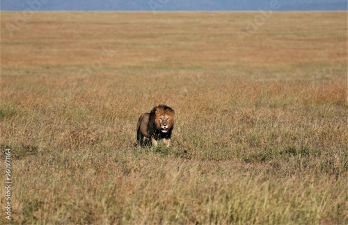 Canvas Print Adult male lion with full mane walking in the grasslands of the Serengeti Nation