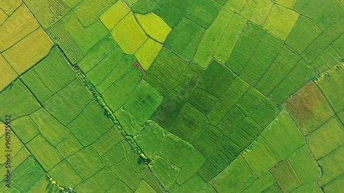 An Nhut, Vietnam. Rice fields in morning, view from above. 4k Aerial drone footage