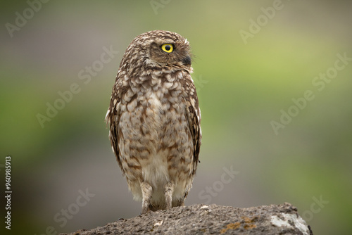 Closeup of a Burrowing Owl (Athene cunicularia) with a green background