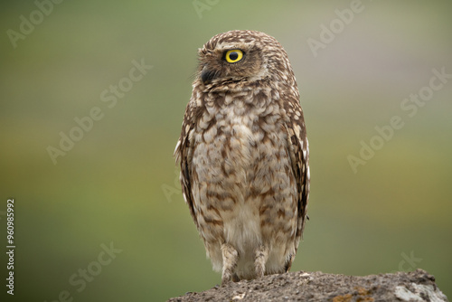 Closeup of a Burrowing Owl (Athene cunicularia) with a green background