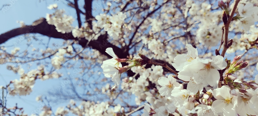 Fototapeta premium 桜