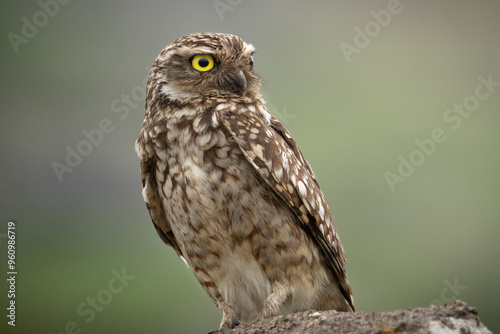 Closeup of a Burrowing Owl (Athene cunicularia) with a green background