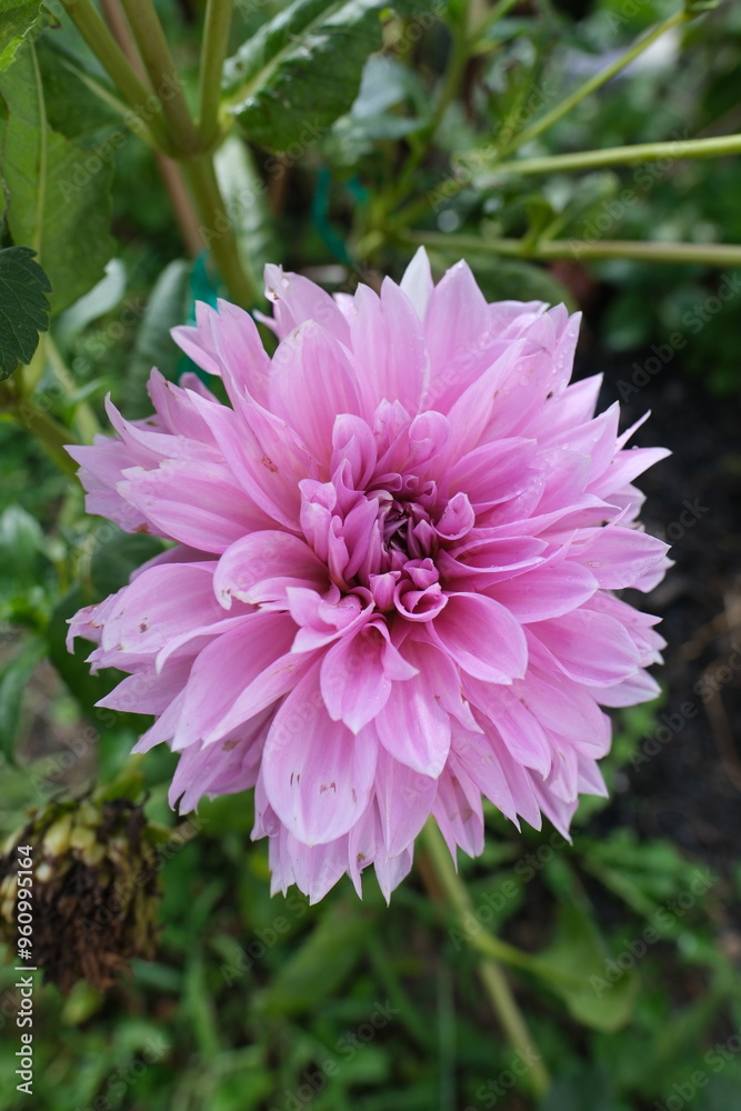 Obraz premium Flower in Nature