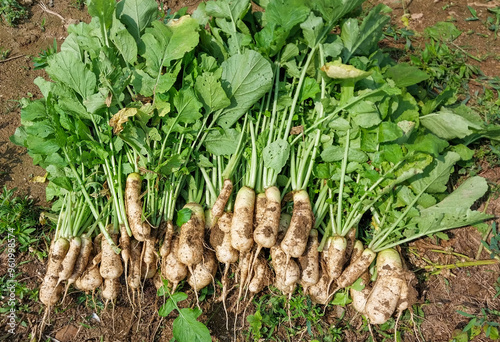 밭에서 갓 수확한 알타리무