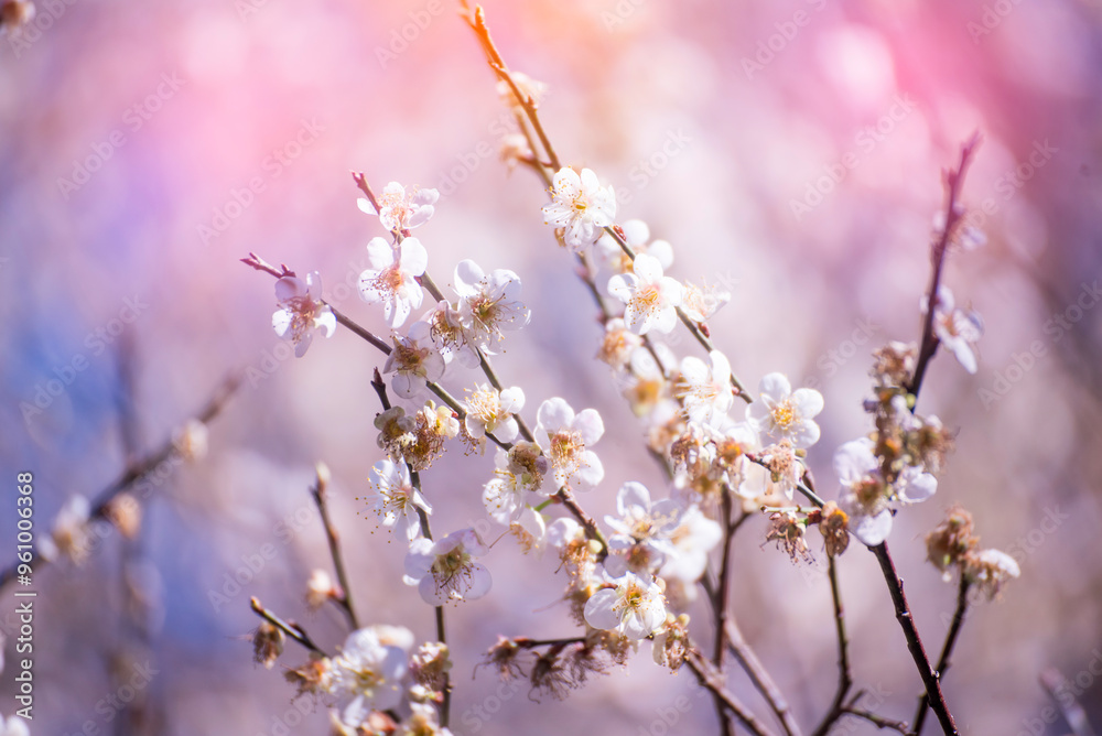 Pink Pastel flower floral soft nature blossom blurred background. Vintage retro romance plum botanical bloom spring season. Blurry Cherry blossom petals plant in beautiful garden. Backdrop template