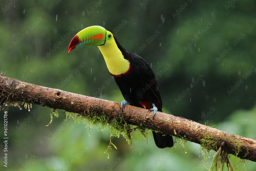 Keel-billed toucan (Ramphastos sulfuratus) from Costa Rica Keel-billed toucan (Ramphastos sulfuratus) from Costa Rica