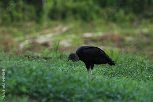 Black vulture (Coragyps atratus) seen in Costa Rica photo