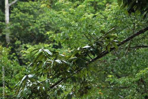 Fruta dorada tree (Virola kochnyi) from tropical forests of Costa Rica photo