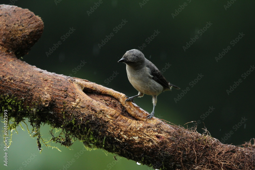 Obraz premium Palm tanager (Thraupis palmarum) found in Costa Rica