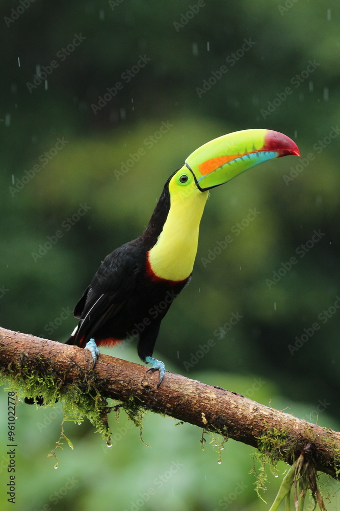 Fototapeta premium Keel-billed toucan (Ramphastos sulfuratus) from Costa Rica during rainfall
