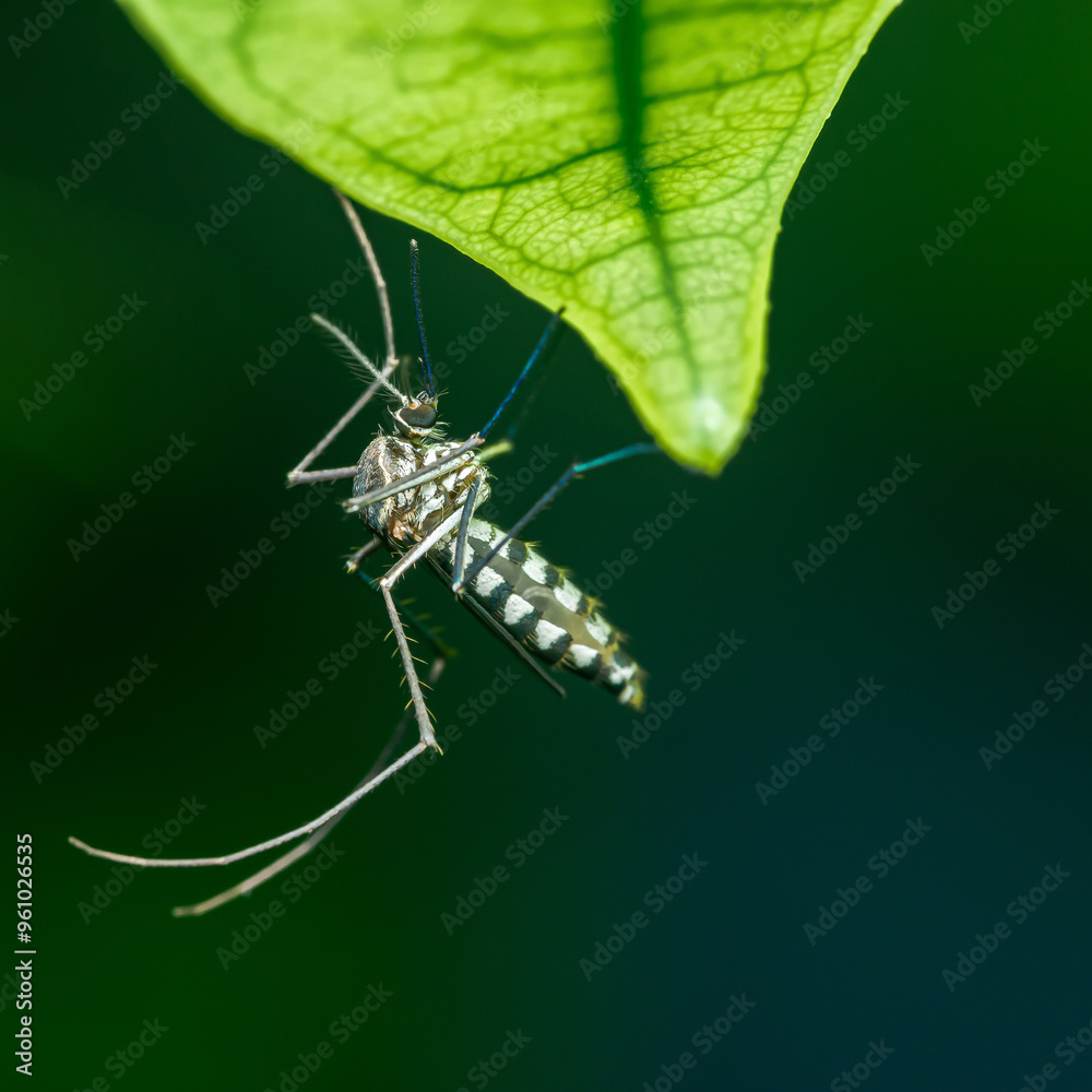 Naklejka premium Mosquito on green leaf with raindrops.