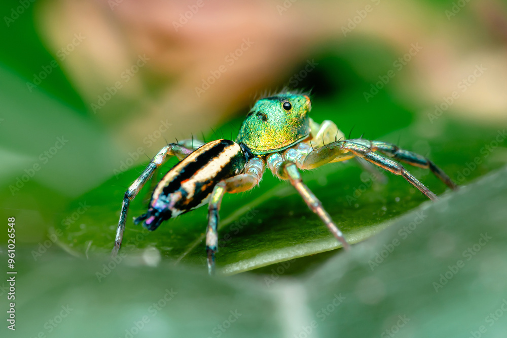 Fototapeta premium Jumping spider on green leaf.