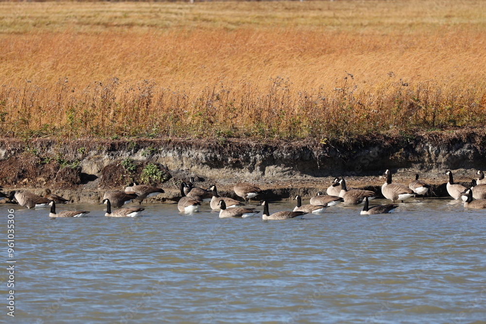 cluster of migrating Canada geese along the edge of a prairie pond in autumn cluster of migrating Canada geese along the edge of a prairie pond in autumn