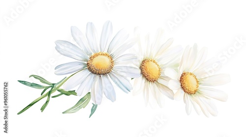  Hand-Painted Realistic White Daisy Bouquet, Capturing the Natural Beauty and Delicate Details of Each Flower. Ideal for Floral Art Enthusiasts and Home Decor