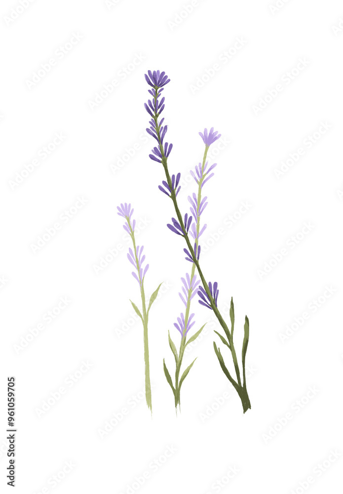 Obraz premium A delicate botanical illustration of lavender stems with soft purple flowers against a transparent or black background. The slender green stems and detailed petals create a sense of calm and natural b