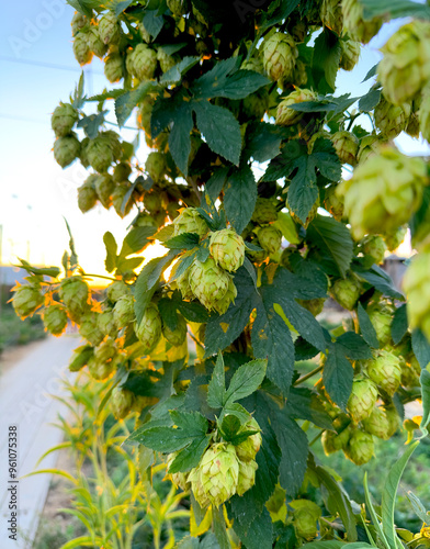 Beer Hops. Tall Humulus lupulus plant with flowers sustained by wires during a sunset on a craft brewery in California, USA.  photo