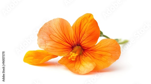 Nasturtium Flower Close-Up