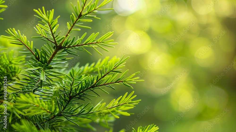 199. Intimate view of young Thuja branches with fresh green foliage, set against a blurred backdrop to emphasize the renewal of spring nature 199. Intimate view of young Thuja branches with fresh green foliage, set against a blurred backdrop to emphasize the renewal of spring nature