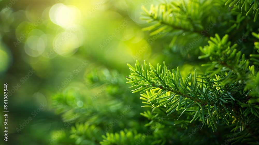 199. Intimate view of young Thuja branches with fresh green foliage, set against a blurred backdrop to emphasize the renewal of spring nature 199. Intimate view of young Thuja branches with fresh green foliage, set against a blurred backdrop to emphasize the renewal of spring nature