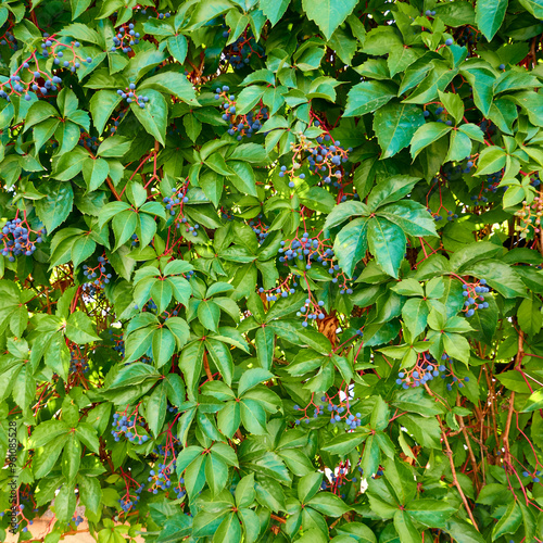red and green leaves
