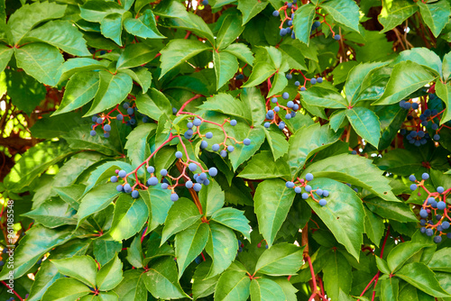 green leaves background