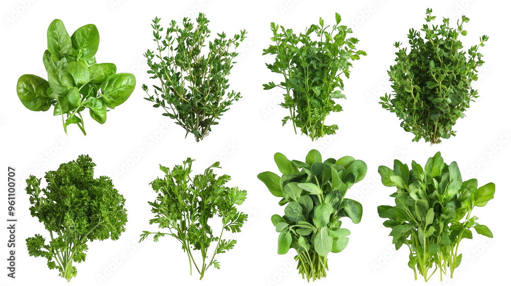 Fresh Green Herbs Collection Parsley Spinach Sage Thyme Mint Basil Fresh Green Herbs Collection Parsley Spinach Sage Thyme Mint Basil