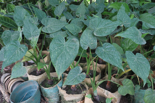 Alocasia cucullata plant on farm photo