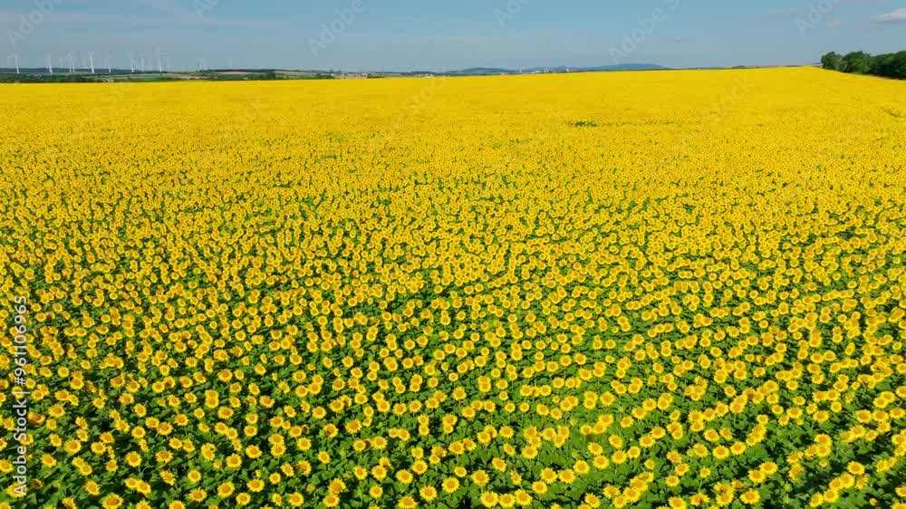 Aerial View Of Blooming Sunflower Fields In Summer. Agricultural Flowering Plants. Aerial View Of Blooming Sunflower Fields In Summer. Agricultural Flowering Plants.