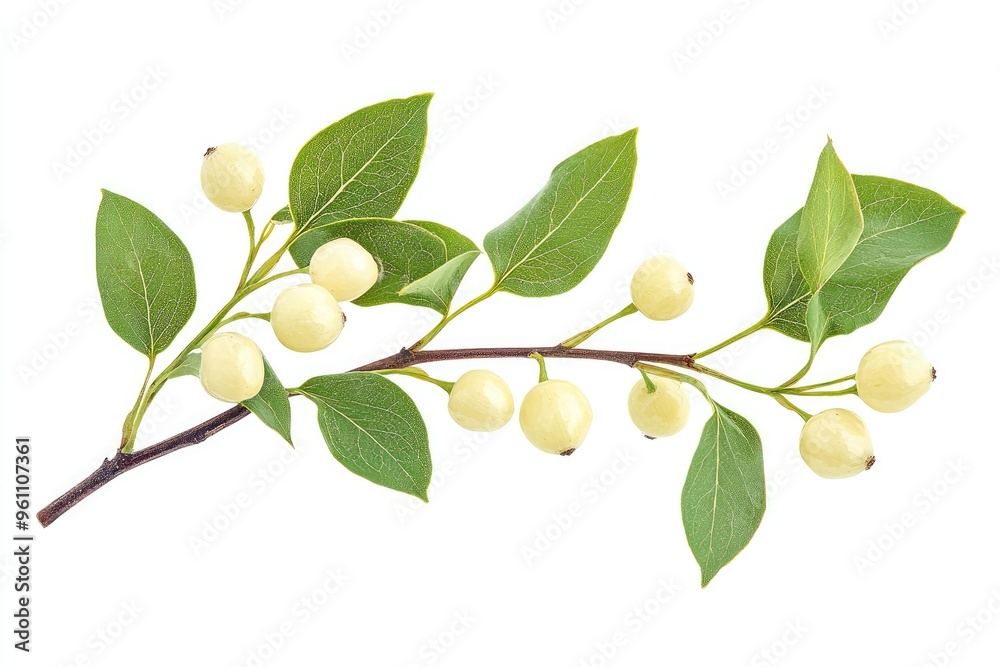 Branch with green leaves and white berries isolated on white Branch with green leaves and white berries isolated on white