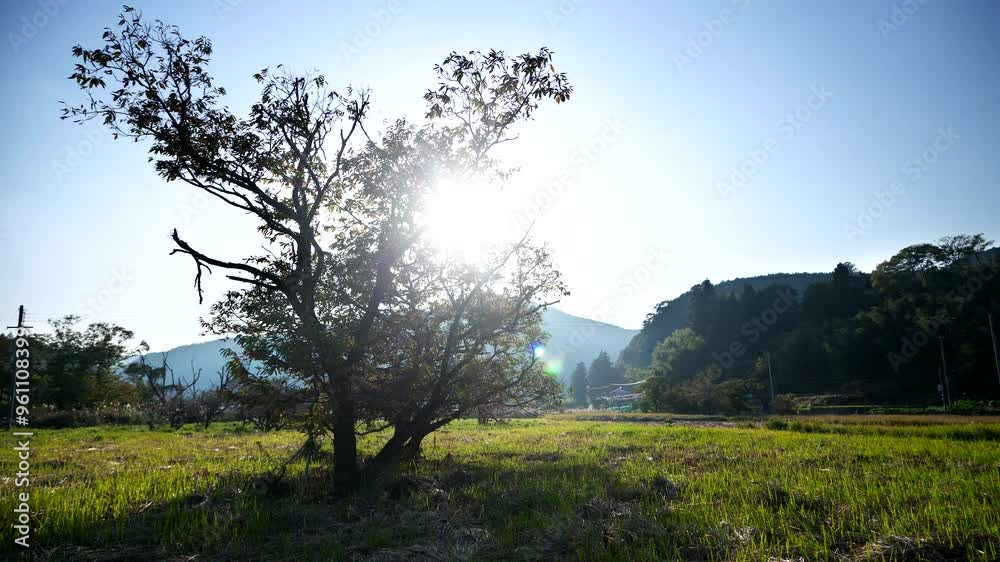田舎の風景 田んぼの中の木 日の入 タイムラプス 和歌山県田辺市 田舎の風景 田んぼの中の木 日の入 タイムラプス 和歌山県田辺市